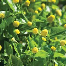 100 paracress seeds for sale  Bois D Arc