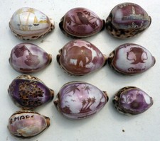 Old engraved cowrie for sale  HIGHBRIDGE