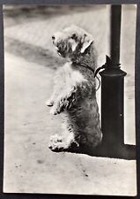 Dog postcard sealyham for sale Dog postcard sealyham for sale  LOUTH