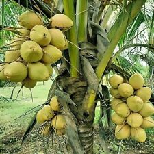 Sri lankan coconut for sale  FELTHAM