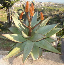 Semi aloe ferox usato  Nizza di Sicilia