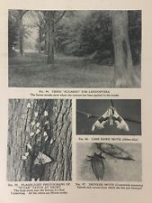 Antique print lime for sale  TORRINGTON