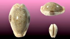 Cypraea erosa chlorizans usato Cypraea erosa chlorizans usato  Roma