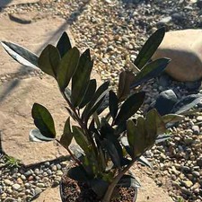Zamioculcas zamiifolia black for sale  Fresno
