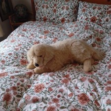 Plush reclining golden for sale  DOVER