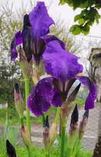 Rizomi iris germanica usato  Ferentino