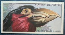 Groove billed barbet for sale  DERBY