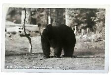 black bear california for sale black bear california for sale Bridgeville