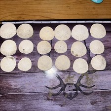 Real sand dollars for sale  Cedar City