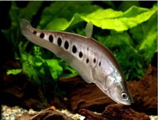 Clown knifefish live for sale  Flower Mound