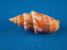 Mitra stictica great for sale  Kapolei