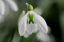 Galanthus lord lieutenant for sale  BURY ST. EDMUNDS