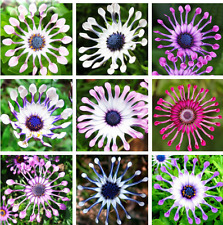 Mix daisy osteospermum for sale  BRISTOL