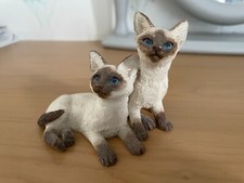 beautiful kittens for sale beautiful kittens for sale MATLOCK