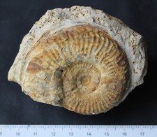 Ammonite fossile pseudogrammoc d'occasion  Moyon