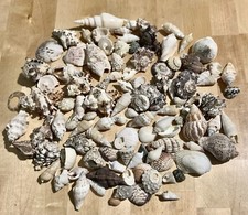 Large bag shells for sale  Everson