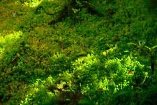 Sphagnum moos lebend gebraucht kaufen  Unterschwaningen