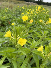 Common evening primrose for sale  NOTTINGHAM