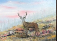 Stag flower meadow for sale  NANTWICH