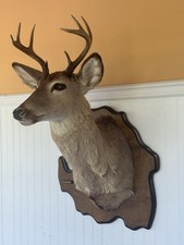 Whitetail deer point for sale  Tustin