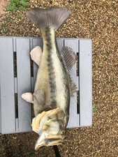 Vintage taxidermy real for sale  Pittsburgh