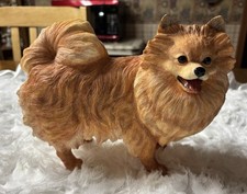 puppy playful pomeranian for sale puppy playful pomeranian for sale Herrin