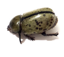 Entomology taxidermy real for sale  Orlando