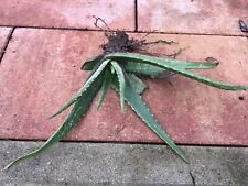 Echte aloe aloe gebraucht kaufen Echte aloe aloe gebraucht kaufen  Brüggen
