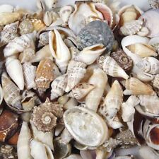 Muscheln 250gr natürliche gebraucht kaufen  Wiesau