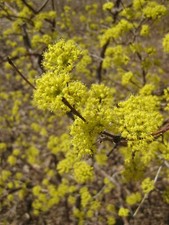 Cornus mas dogwood for sale  Rock Island