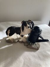 border collies for sale border collies for sale SHANKLIN