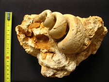 Gastéropode lutétien turrite usato Gastéropode lutétien turrite usato  Spedire a Italy