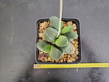 Gasteria glomerata d'occasion  Perpignan-
