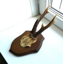 Trophée chasse venerie d'occasion  Jœuf