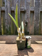 Eulophia petersii desert for sale  Saint Louis