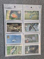 Emerald egg collection for sale  NORTHOLT