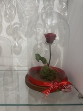 Rosa eterna stabilizzata usato  Genova