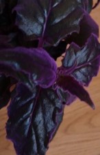 Rare purple passion for sale  North Adams