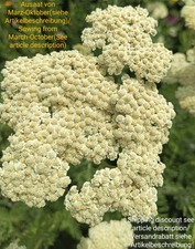 Edle schafgarbe achillea gebraucht kaufen  Langenfeld (Rheinland)
