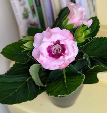 Sinningia sonata roze for sale  GREAT YARMOUTH