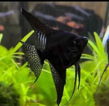 6pack angelfish 2black for sale  Haslet