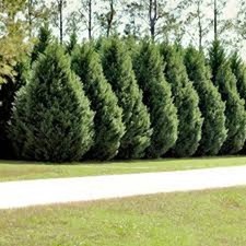 Leyland cypress tree for sale  Tazewell
