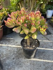 plant tree jade money for sale  San Francisco
