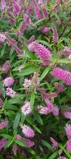 Hebe pink pot for sale  WELLS