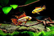 Pair apistogramma cacatuoides for sale  Akron