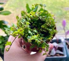 Live string frogs for sale  Vista