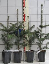 Abies bornmuelleriana türkisc gebraucht kaufen  Bad Bergzabern