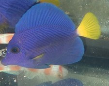 Baby purple tangs d'occasion  Expédié en Belgium