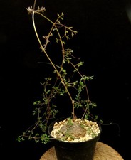 Cyphostemma montagnacii madgas for sale  Shipping to United Kingdom