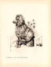 1933 vintage dog for sale  MOLD